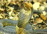 The Egyptian cobra