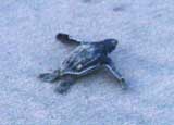 The baby leatherback