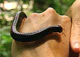 A Forest Millipede