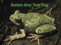 Eastern Grey Tree Frog