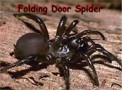 Folding Door Spider