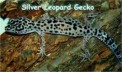 Silver Leopard Gecko