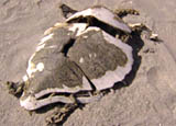 The desiccated turtle