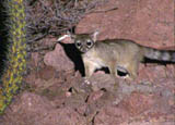 The Ringtail Cat