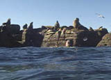 Sea Lion Rookery