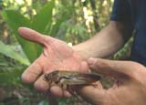 The Giant Cockroach